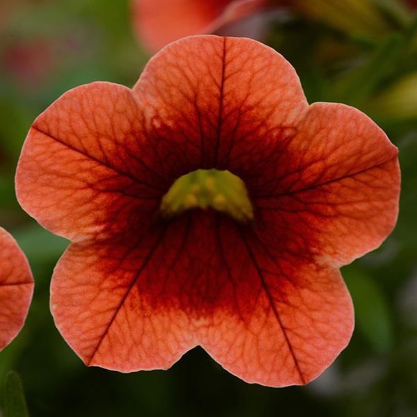 orange kiss calibrachoa.jpg